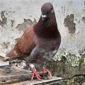 Câ