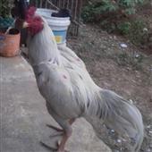 Cá