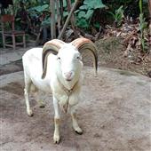 หม