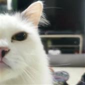 Câ
