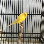 FI