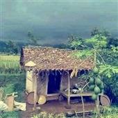 Hổ