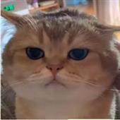 Mơ