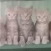 Kè